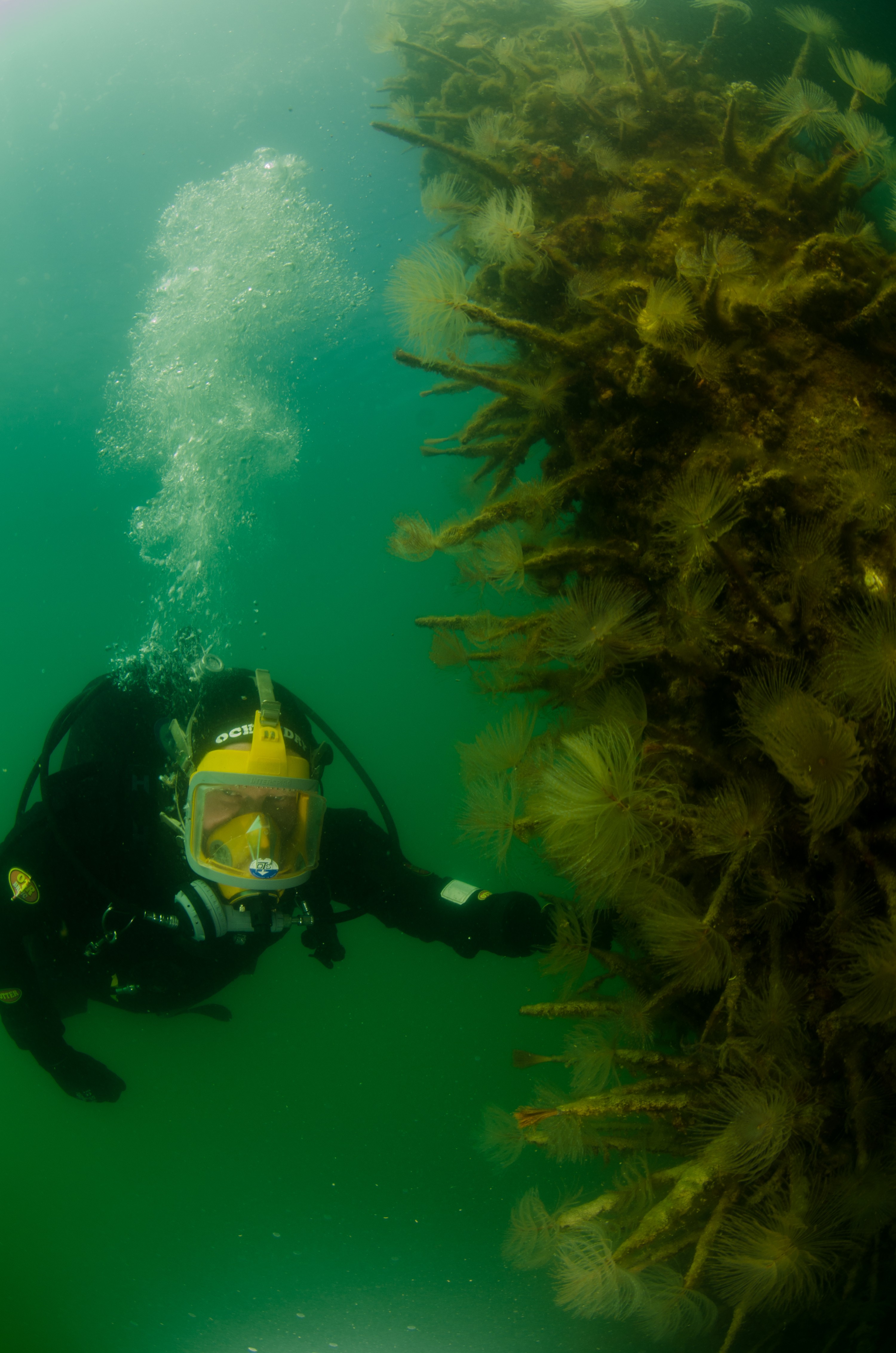 DSC_3002 – Mediterranean, fanworm, Sabella, spallanzanii, marine, pest, Auckland, underwater, crispin, nz, new, zealand, new zealand, fan, worm, marine, pest, invasive, Biosecurity